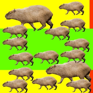 Track cover КАПИБАРА
