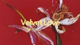 Video cover Velvet Love