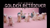 Video cover golden retriever