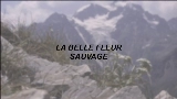 Video cover La Belle Fleur Sauvage