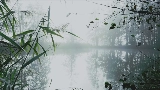 Video cover reverie