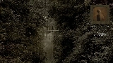 Video cover Nettles